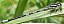 coenagrion_scitulum_male_ile_d_yeu_2.jpg
