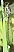 ischnura_elegans_femelle_type_a_immature_1.jpg