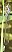 ischnura_elegans_femelle_type_a_immature_2.jpg