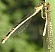 ischnura_elegans_femelle_type_b_mature_.jpg