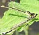ischnura_elegans_femelle_type_b_mature_1.jpg