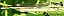 ischnura_elegans_femelle_type_b_mature_2.jpg
