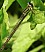 ischnura_elegans_femelle_type_b_mature_3.jpg