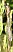 ischnura_elegans_femelle_type_c_emergence.jpg