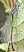 ischnura_elegans_femelle_type_c_emergence_ratee_1.jpg
