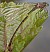ischnura_elegans_femelle_type_c_emergence_ratee_2.jpg