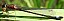 ischnura_elegans_femelle_type_c_immature_1.jpg