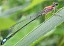 ischnura_elegans_femelle_type_c_immature_la_hordrais.jpg
