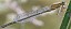 ischnura_elegans_femelle_type_c_mature.jpg