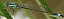 ischnura_elegans_male_mature_1.jpg