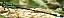 ischnura_elegans_male_mature_2.jpg