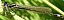 ischnura_elegans_teneral_male_2.jpg