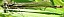 ischnura_elegans_teneral_male_3.jpg