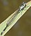 ischnura_elegans_teneral_male_4.jpg