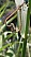 platycnemis_acutipennis_coeur_copulatoire_1.jpg