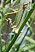 platycnemis_acutipennis_coeur_copulatoire_3.jpg