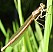 platycnemis_acutipennis_femelle.jpg