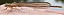 platycnemis_acutipennis_femelle_1.jpg