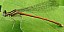 platycnemis_acutipennis_male_1.jpg