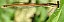 platycnemis_acutipennis_male_2.jpg