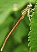 platycnemis_acutipennis_male_3.jpg