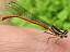 platycnemis_acutipennis_male_4.jpg
