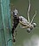 platycnemis_pennipes_emergence_tronquee.jpg