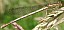 platycnemis_pennipes_femelle_immature_1.jpg