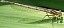 platycnemis_pennipes_femelle_immature_2.jpg