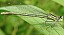 platycnemis_pennipes_femelle_mature_1.jpg