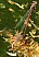 pyrrhosoma_nymphula_en_ponte_1.jpg