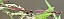 pyrrhosoma_nymphula_en_tandem.jpg